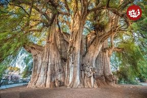 تصاویر؛ درخت توله؛ تنومندترین درخت دنیا معروف به «پیرمرد آب» با ۳۰۰۰ سال سن که دور تنه‌اش اندازه یک زمین بسکتبال است