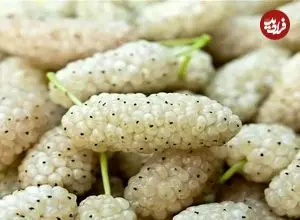 چرا نباید توت از درخت بخوریم؟