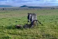 ببینید| تلاش غم انگیز یک گورخر ماده برای نجات کره اش از دست یوزپلنگ 