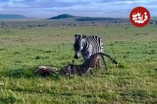 ببینید| تلاش غم انگیز یک گورخر ماده برای نجات کره اش از دست یوزپلنگ 