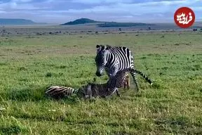 ببینید| تلاش غم انگیز یک گورخر ماده برای نجات کره اش از دست یوزپلنگ 