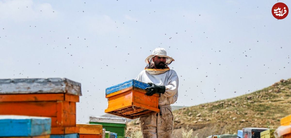 (تصاویر) پرورش زنبور عسل از نمای نزدیک