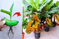 (ویدئو) چگونه میوه موز را در خانه بکاریم و موز برداشت کنیم؟