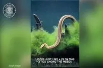 ببینید | مارآبی شاخک‌دار؛ یکی از عجیب‌ترین خزندگان جهان