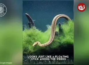 ببینید | مارآبی شاخک‌دار؛ یکی از عجیب‌ترین خزندگان جهان