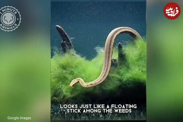 ببینید | مارآبی شاخک‌دار؛ یکی از عجیب‌ترین خزندگان جهان