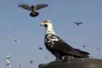 ببینید| سنت کبوتربازی؛ میراث امپراتوری مغول در هند