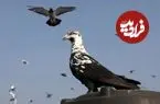 ببینید| سنت کبوتربازی؛ میراث امپراتوری مغول در هند