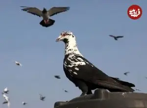 ببینید| سنت کبوتربازی؛ میراث امپراتوری مغول در هند