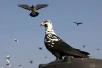 ببینید| سنت کبوتربازی؛ میراث امپراتوری مغول در هند