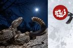 داستان‌هایی که «عکس‌ها» روایت می‌کنند؛ از شکار مار زنگی تا زمستان برفی نروژ
