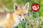 ببینید| روباه کوچکی با سرِ جداشده یک حیوان