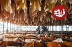 ببینید؛ نگاهی به مراحل فرآوری و دباغی پوست گاو و تولید چرم در کارخانه در چین