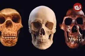 از «نئاندرتال»ها چه می‌دانید؟