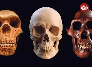 از «نئاندرتال»ها چه می‌دانید؟