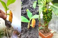 (ویدئو) چگونه میوه موز را در خانه به درخت موز تبدیل کنیم؟