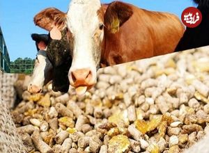 انجمن گاوداران: گاوهایمان گوشت‌خوار شده‌اند!