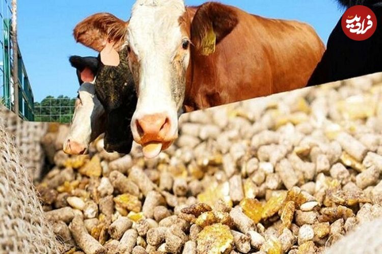 انجمن گاوداران: گاوهایمان گوشت‌خوار شده‌اند!