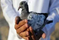 (عکس) وقتی حیوانات هم جاسوس می شوند
