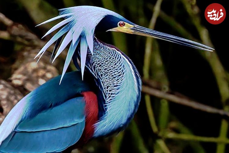 ببینید| 10 گونه از زیباترین مرغ های ماهی خوار جهان