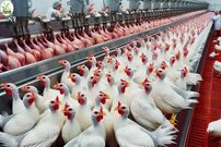 (ویدئو) ببینید چگونه چینی ها هزاران مرغ شاخدار را پس از پرورش، بسته بندی می کنند
