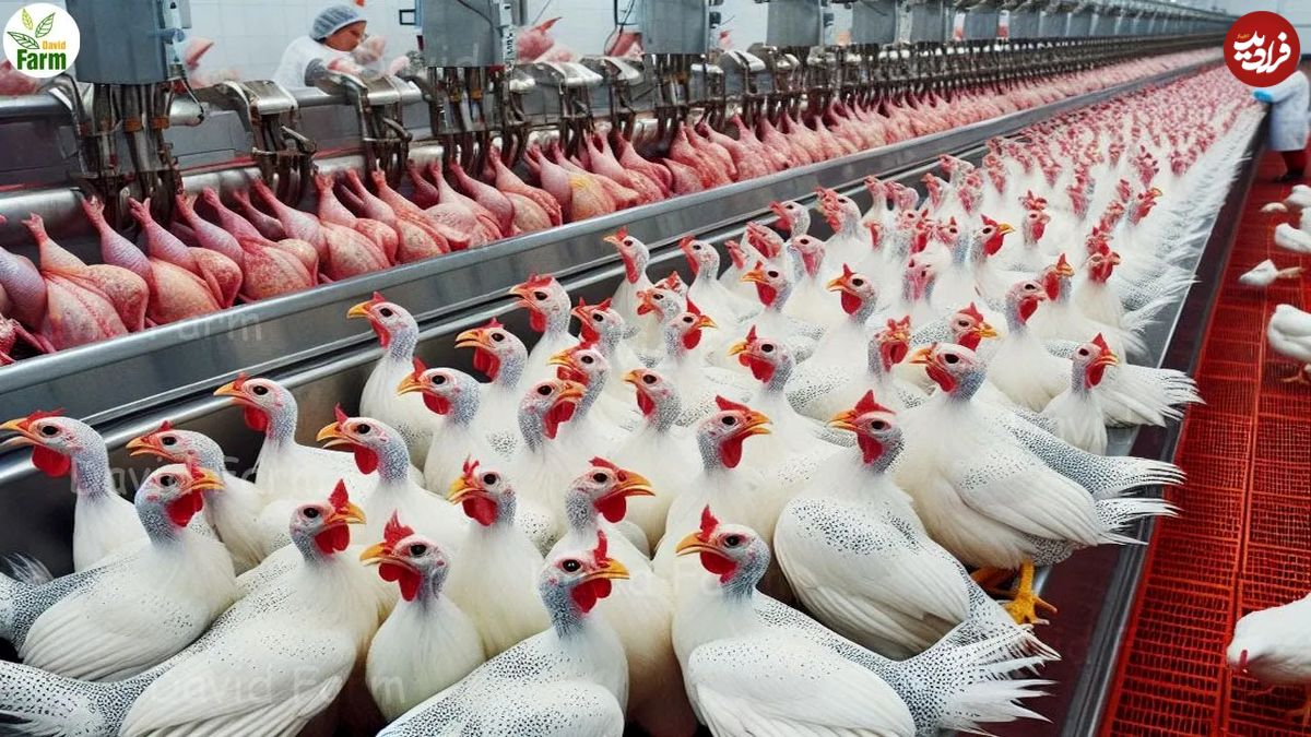 (ویدئو) ببینید چگونه چینی ها هزاران مرغ شاخدار را پس از پرورش، بسته بندی می کنند