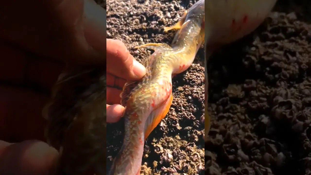 (ویدئو) کشف یک ماهی با شکل و شمایل اژدها در سواحل فلوریدا
