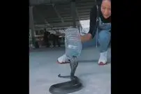 ( ویدیو) ترفند جالب گرفتن مار کبرا با بطری خالی 