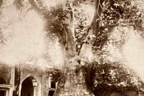 (عکس) سفر به تهران قدیم؛ تصویری بسیار قدیمی از امامزاده صالح(ع)؛ کهنسال‌ترین چنار شمیران به روایت سیاحان خارجی