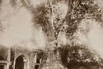 (عکس) سفر به تهران قدیم؛ تصویری بسیار قدیمی از امامزاده صالح(ع)؛ کهنسال‌ترین چنار شمیران به روایت سیاحان خارجی