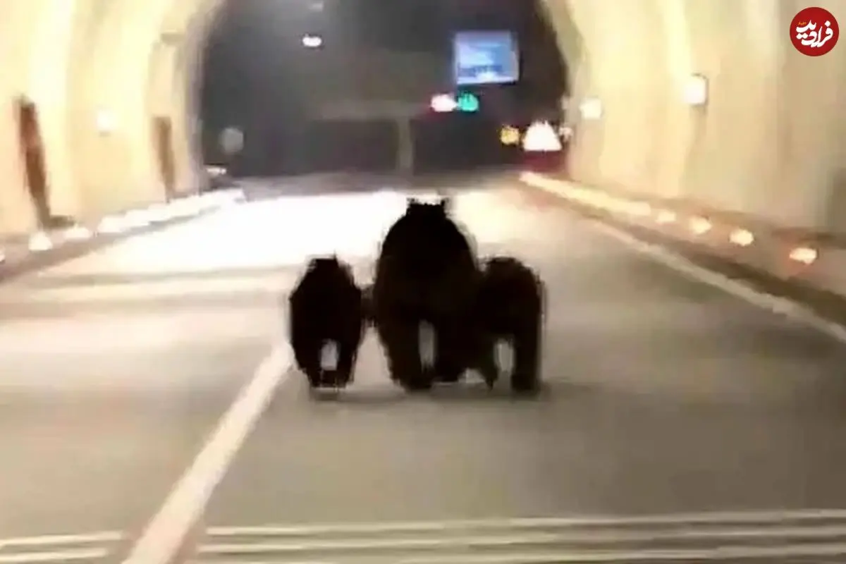 ببینید| ثبت تصاویر کم‌نظیر از سه خرس در تونل ۱۱۰۰ متری