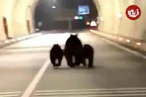 ببینید| ثبت تصاویر کم‌نظیر از سه خرس در تونل ۱۱۰۰ متری