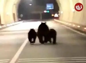 ببینید| ثبت تصاویر کم‌نظیر از سه خرس در تونل ۱۱۰۰ متری