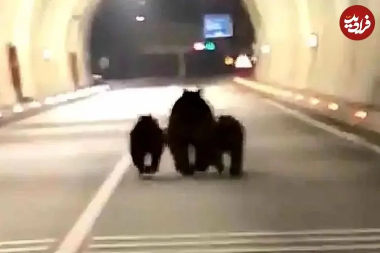 ببینید| ثبت تصاویر کم‌نظیر از سه خرس در تونل ۱۱۰۰ متری