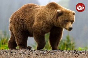 مشاهده چهار قلاده خرس قهوه‌ای در این استان