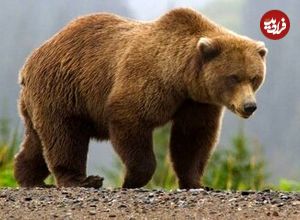مشاهده چهار قلاده خرس قهوه‌ای در این استان