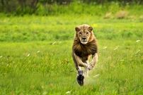 (ویدیو) وقتی شیر با شکارش بازی می‌کند!