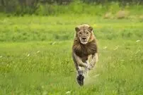 (ویدیو) وقتی شیر با شکارش بازی می‌کند!