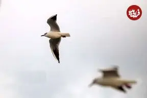 عکس| میهمانان سپید انزلی را بینید