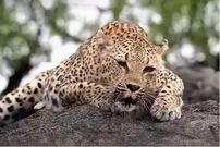 ببینید| غرش اره‌مانند پلنگ ماده!