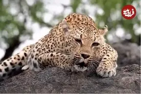 ببینید| غرش اره‌مانند پلنگ ماده!