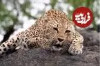 ببینید| غرش اره‌مانند پلنگ ماده!