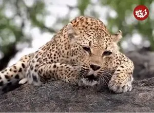 ببینید| غرش اره‌مانند پلنگ ماده!