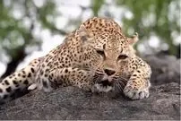 ببینید| غرش اره‌مانند پلنگ ماده!