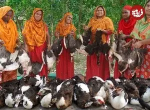 ببینید| غذای روستایی در بنگلادش؛ پخت خوراک با 13 اردک توسط بانوان روستایی