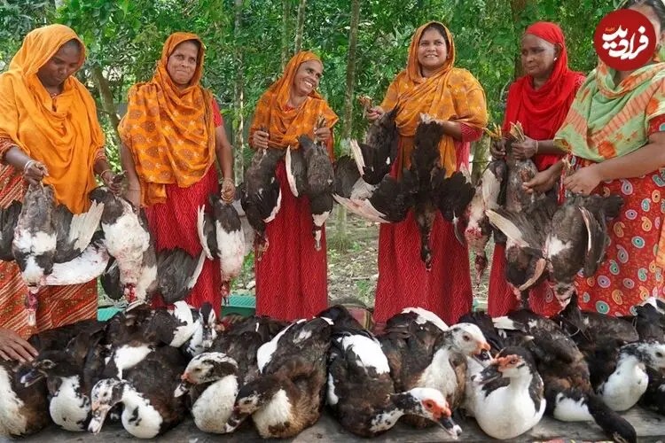ببینید| غذای روستایی در بنگلادش؛ پخت خوراک با 13 اردک توسط بانوان روستایی