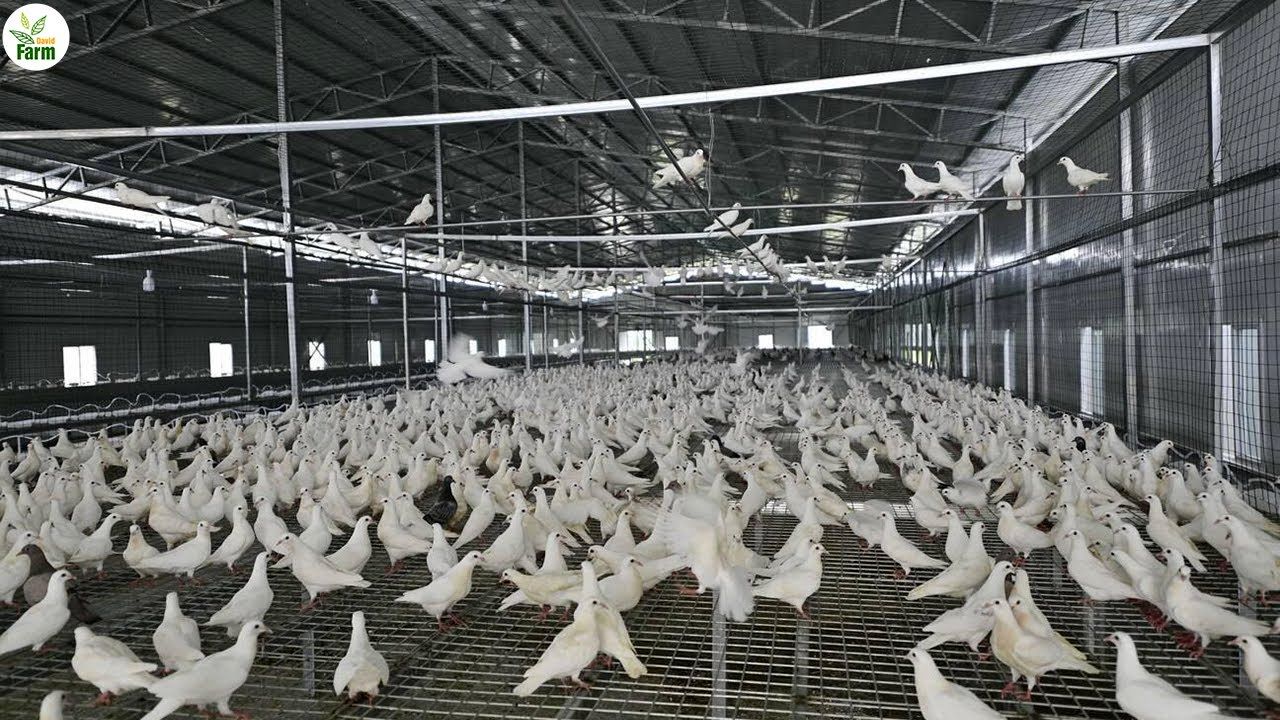 (ویدئو) روش خلاقانه چینی ها برای پروار کردن یک میلیون کبوتر گوشتی