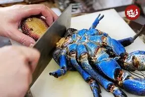 ببینید| غذای خیابانی در پالائو؛ پخت خرچنگ نارگیل غول پیکر به چهار روش در کرور