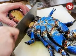 ببینید| غذای خیابانی در پالائو؛ پخت خرچنگ نارگیل غول پیکر به چهار روش در کرور