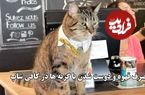 (ویدئو) صرف قهوه و دوست شدن با گربه ها در کافی شاپ